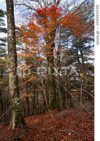 晩秋の森 108983599