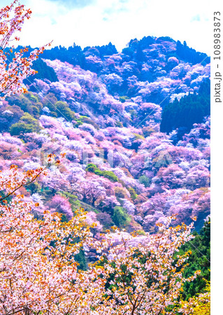 吉野山のヤマザクラ 吉野山のヤマザクラ 108983873
