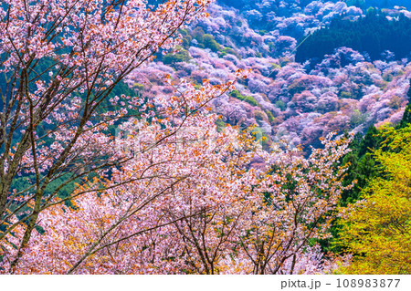 吉野山のヤマザクラ 108983877