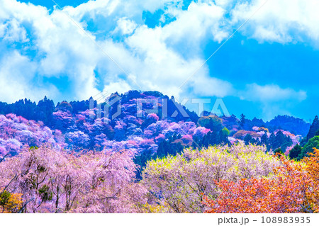 吉野山の桜 108983935