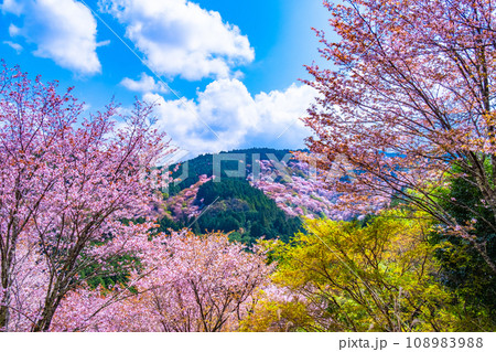 吉野山のヤマザクラ 吉野山のヤマザクラ 108983988