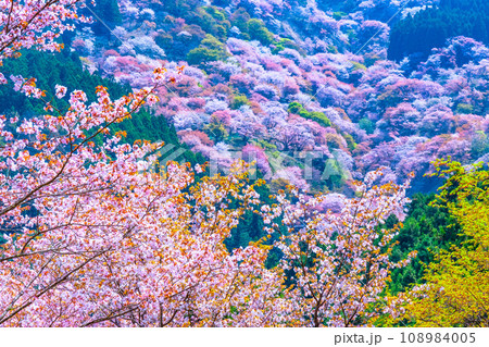 吉野山のヤマザクラ 108984005