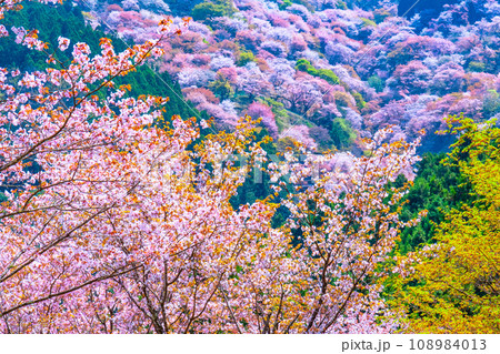 吉野山のヤマザクラ 108984013