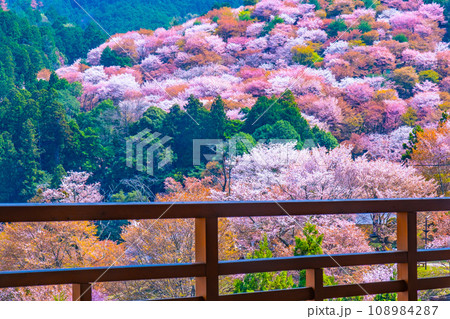 吉野山のヤマザクラ 108984287