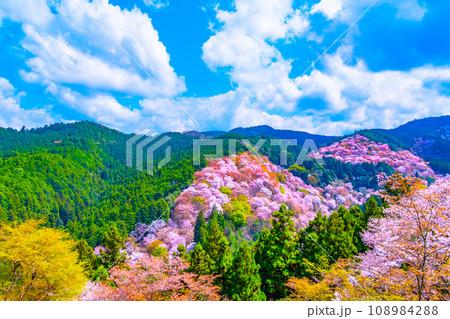 絶景の吉野山ヤマザクラ 絶景の吉野山ヤマザクラ 108984288