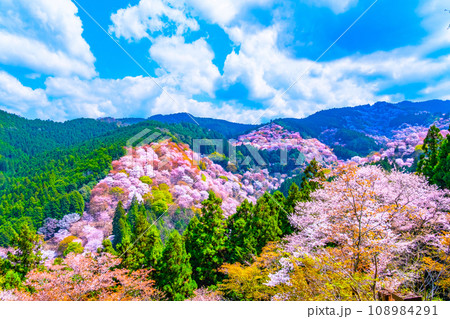 絶景の吉野山ヤマザクラ 108984291