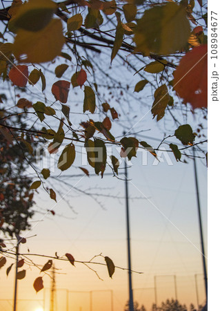 夕日が落ちる野球場の前にある秋の紅葉 108984677