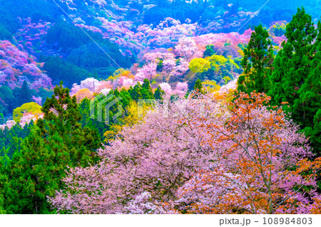吉野山ヤマザクラ 108984803