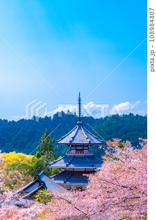 吉野山の桜と妙法殿 吉野山の桜と妙法殿 108984807