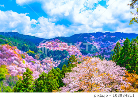 絶景の吉野山ヤマザクラ 絶景の吉野山ヤマザクラ 108984811