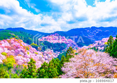 絶景の吉野山ヤマザクラ 108984817