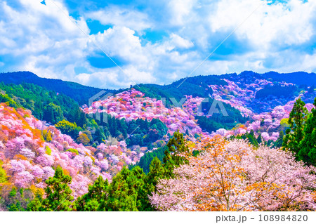 絶景の吉野山ヤマザクラ 108984820