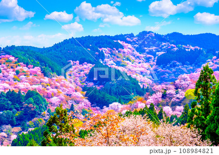 絶景の吉野山ヤマザクラ 絶景の吉野山ヤマザクラ 108984821