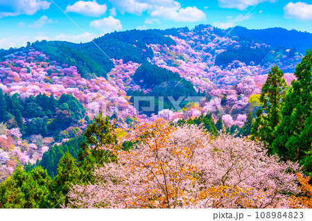 絶景の吉野山ヤマザクラ 108984823
