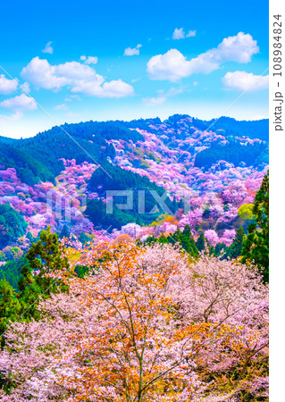 絶景の吉野山ヤマザクラ 108984824