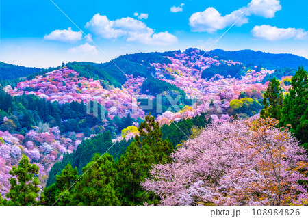 絶景の吉野山ヤマザクラ 108984826