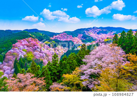 絶景の吉野山ヤマザクラ 絶景の吉野山ヤマザクラ 108984827