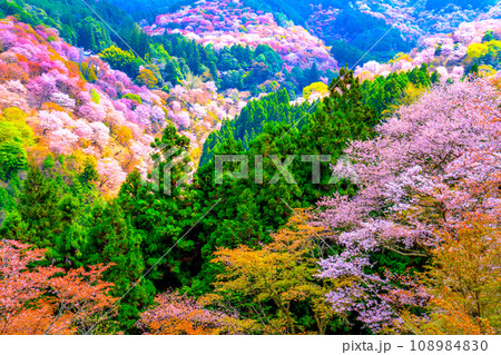絶景の吉野山ヤマザクラ 絶景の吉野山ヤマザクラ 108984830