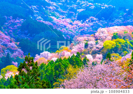 絶景の吉野山ヤマザクラ 絶景の吉野山ヤマザクラ 108984833