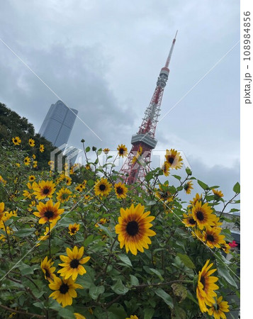 曇天に咲くルドベキアと東京タワー 曇天に咲くルドベキアと東京タワー 108984856