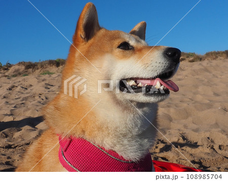 Shiba Inu puppy looks like a little fox 108985704