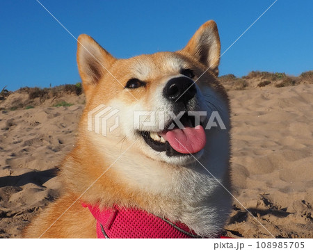 Shiba Inu puppy looks like a little fox 108985705