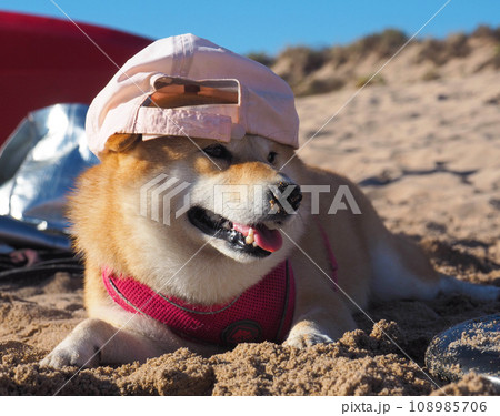 Shiba Inu puppy looks like a little fox Shiba Inu puppy looks like a little fox 108985706