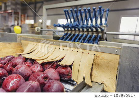 automatic apple picking line 108985917