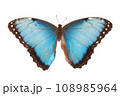 Blue butterfly. Natural butterfly on isolated white background. 108985964