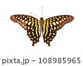 Butterfly. Natural butterfly on isolated white background. 108985965