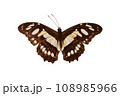 Butterfly. Natural butterfly on isolated white background. 108985966