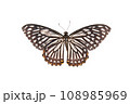 Butterfly. Natural butterfly on isolated white background. 108985969