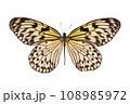 Butterfly. Natural butterfly on isolated white background. 108985972