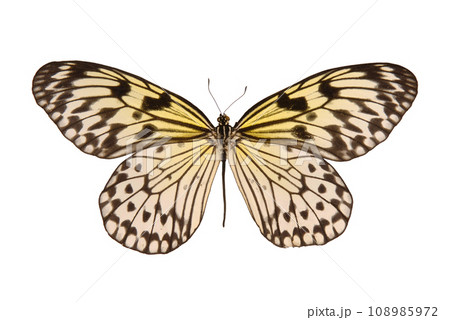Butterfly. Natural butterfly on isolated white background. 108985972