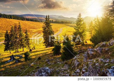 mountainous landscape at sunset in autumn. asphalt road winding through mountains. meadow near coniferous forest on the hill. beautiful nature scenery in evening light mountainous landscape at sunset in autumn. asphalt road winding through mountains. meadow near coniferous forest on the hill. beautiful nature scenery in evening light 108985979