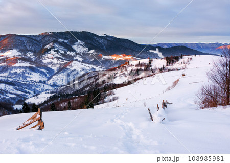 snow covered rolling hills of carpathian countryside landscape in winter. mountainous rural scenery on a cold morning with overcast sky 108985981
