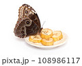 Natural butterfly on isolated white background. 108986117