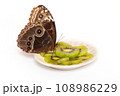 Natural butterfly on isolated white background. 108986229