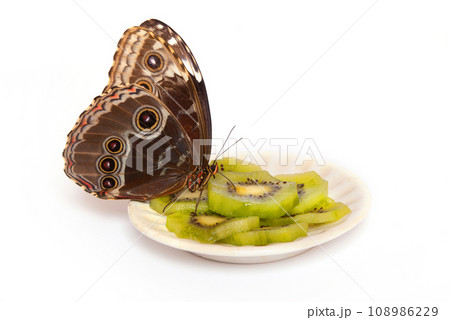 Natural butterfly on isolated white background. Natural butterfly on isolated white background. 108986229
