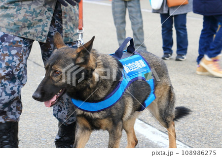 航空自衛隊の基地警備犬　訓練された犬　シェパード 108986275