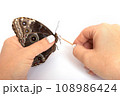 Natural butterfly on isolated white background. 108986424