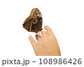 Natural butterfly on isolated white background. 108986426