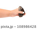 Natural butterfly on isolated white background. 108986428