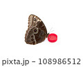 Natural butterfly on isolated white background. 108986512