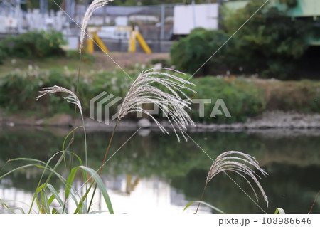 秋の河川敷に咲くススキの花穂 108986646