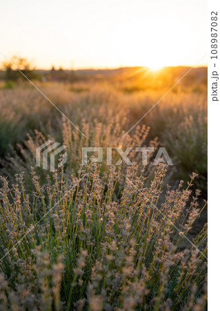Beautiful lavender in the light of the setting summer sun. Nature. Selective focus Beautiful lavender in the light of the setting summer sun. Nature. Selective focus 108987082