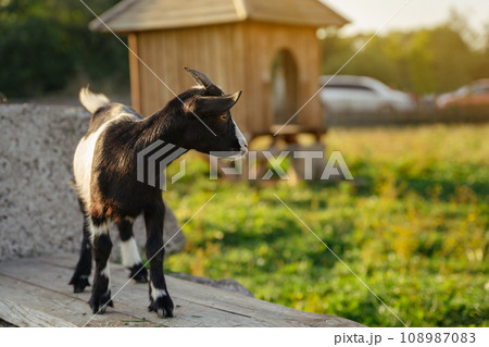 Black and white domestic goat on a farm on a summer sunny day. livestock Black and white domestic goat on a farm on a summer sunny day. livestock 108987083