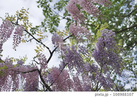 花、フジ、藤、Wisteria floribunda、ノダフジ、Japanese wisteria、 花、フジ、藤、Wisteria floribunda、ノダフジ、Japanese wisteria、 108988107