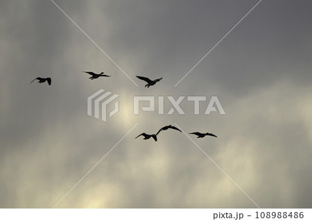 大空を群れで飛ぶ雁 108988486