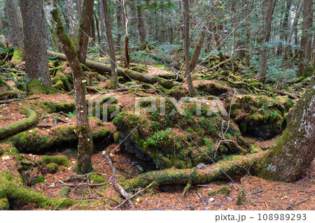 秋　青木ヶ原 108989293